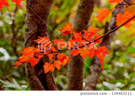 磐梯山絢麗的秋葉:樹木逐漸變紅的特寫鏡頭。十月的福島縣秋景。 磐梯山絢麗的秋葉:樹木逐漸變紅的特寫鏡頭。十月的福島縣秋景。 139463211