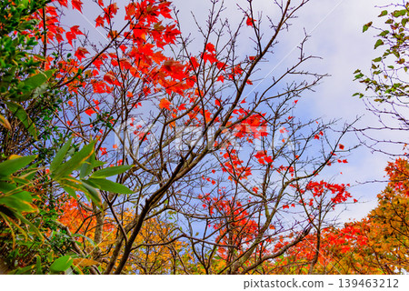 Vibrant autumn foliage on Mount Bandai: A close-up of trees turning bright red. Autumn scenery in October, Fukushima Prefecture. Vibrant autumn foliage on Mount Bandai: A close-up of trees turning bright red. Autumn scenery in October, Fukushima Prefecture. 139463212