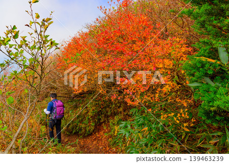 磐梯山下山路線的秋景:登山者沿著被秋葉環繞的小徑行走。福島縣。 磐梯山下山路線的秋景:登山者沿著被秋葉環繞的小徑行走。福島縣。 139463239