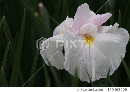 The Japanese iris, loved by many across generations. The Japanese iris, loved by many across generations. 139463406
