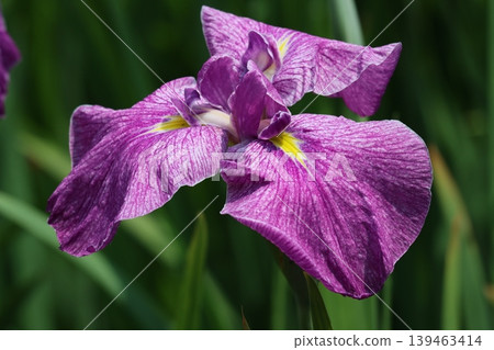 Irises, which display vibrant colors in early summer. 139463414