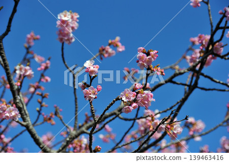 河津櫻花映襯在藍天下 河津櫻花映襯在藍天下 139463416