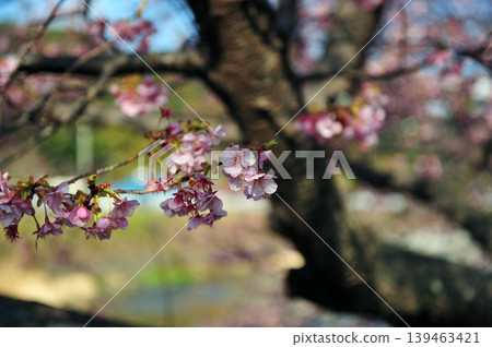河津櫻花映襯在藍天下 河津櫻花映襯在藍天下 139463421
