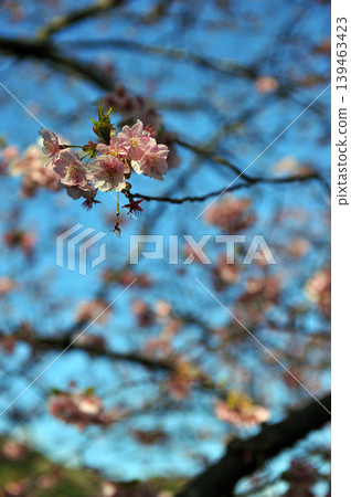 河津櫻花映襯在藍天下 河津櫻花映襯在藍天下 139463423