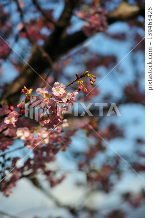 河津櫻花映襯在藍天下 河津櫻花映襯在藍天下 139463426