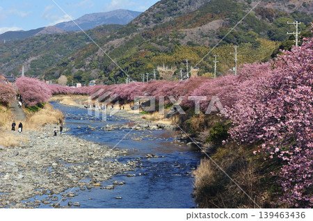 河津櫻花映襯在藍天下 河津櫻花映襯在藍天下 139463436