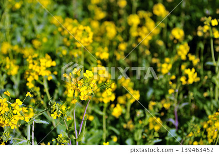 Yellow flowers in the rapeseed field in spring Yellow flowers in the rapeseed field in spring 139463452