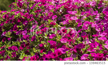 Jarasum Flower Festival Jarasum Flower Festival 139463515
