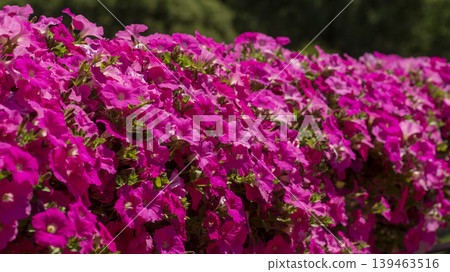 Jarasum Flower Festival Jarasum Flower Festival 139463516