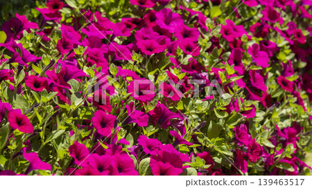 Jarasum Flower Festival Jarasum Flower Festival 139463517