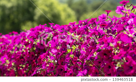 Jarasum Flower Festival 139463518