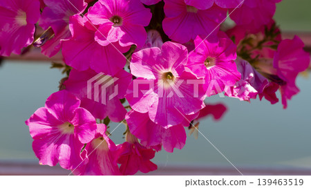 Jarasum Flower Festival Jarasum Flower Festival 139463519