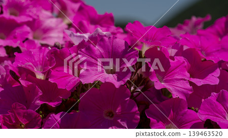 Jarasum Flower Festival Jarasum Flower Festival 139463520