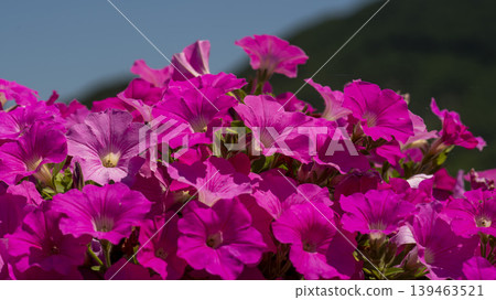 Jarasum Flower Festival Jarasum Flower Festival 139463521