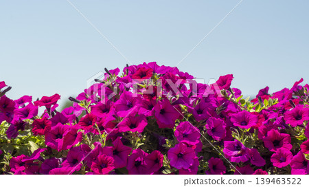 Jarasum Flower Festival Jarasum Flower Festival 139463522