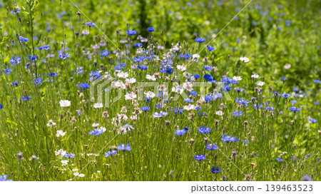 Jarasum Flower Festival Jarasum Flower Festival 139463523