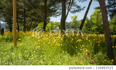 Jarasum Flower Festival Jarasum Flower Festival 139463525