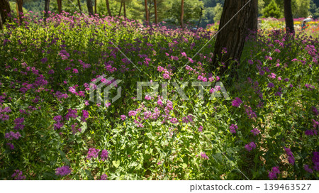 Jarasum Flower Festival Jarasum Flower Festival 139463527