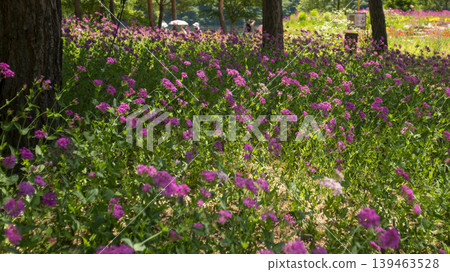 Jarasum Flower Festival Jarasum Flower Festival 139463528