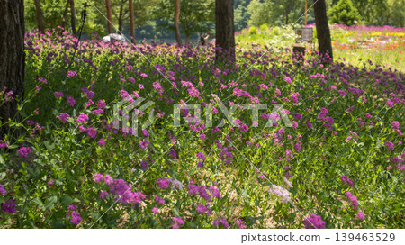 Jarasum Flower Festival Jarasum Flower Festival 139463529