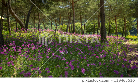 Jarasum Flower Festival Jarasum Flower Festival 139463530