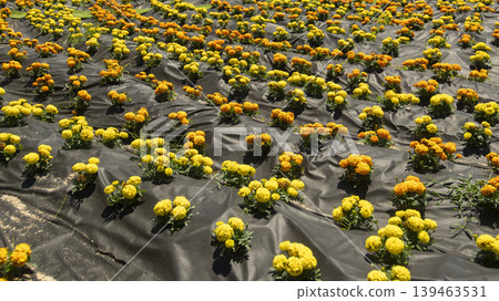 Jarasum Flower Festival Jarasum Flower Festival 139463531