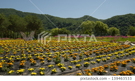 Jarasum Flower Festival Jarasum Flower Festival 139463533