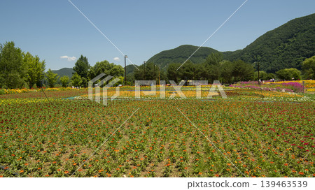 Jarasum Flower Festival Jarasum Flower Festival 139463539
