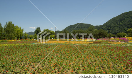Jarasum Flower Festival Jarasum Flower Festival 139463540