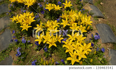 Jarasum Flower Festival Jarasum Flower Festival 139463541