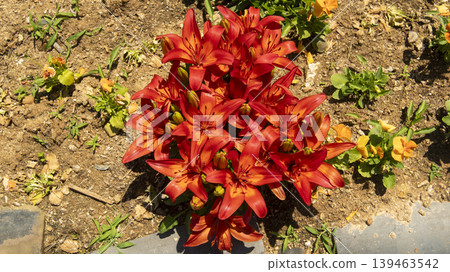 Jarasum Flower Festival Jarasum Flower Festival 139463542