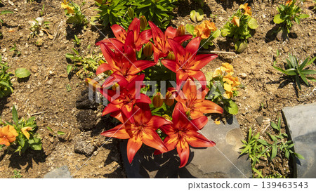 Jarasum Flower Festival Jarasum Flower Festival 139463543