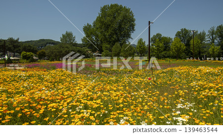 Jarasum Flower Festival Jarasum Flower Festival 139463544