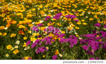 Jarasum Flower Festival Jarasum Flower Festival 139463545