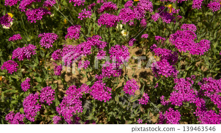 Jarasum Flower Festival Jarasum Flower Festival 139463546