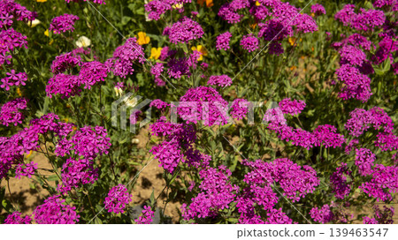 Jarasum Flower Festival Jarasum Flower Festival 139463547