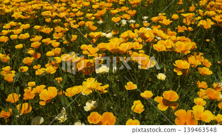 Jarasum Flower Festival 139463548