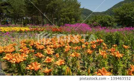 Jarasum Flower Festival Jarasum Flower Festival 139463552