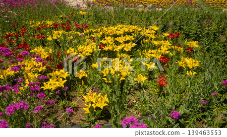 Jarasum Flower Festival Jarasum Flower Festival 139463553
