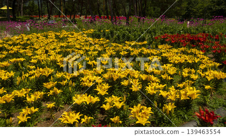 Jarasum Flower Festival Jarasum Flower Festival 139463554