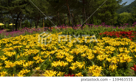 Jarasum Flower Festival Jarasum Flower Festival 139463555