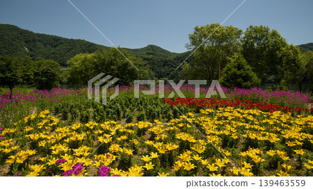 Jarasum Flower Festival Jarasum Flower Festival 139463559