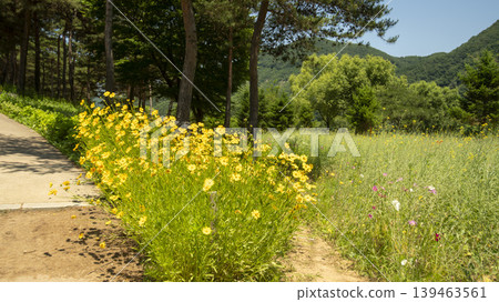 Jarasum Flower Festival Jarasum Flower Festival 139463561