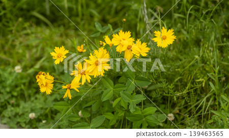 Jarasum Flower Festival Jarasum Flower Festival 139463565