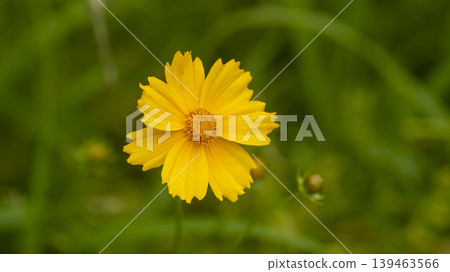 Jarasum Flower Festival Jarasum Flower Festival 139463566