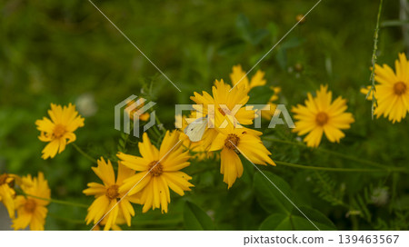 Jarasum Flower Festival Jarasum Flower Festival 139463567