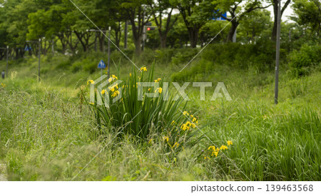 Jarasum Flower Festival Jarasum Flower Festival 139463568