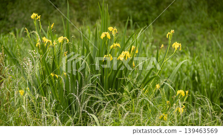 Jarasum Flower Festival Jarasum Flower Festival 139463569