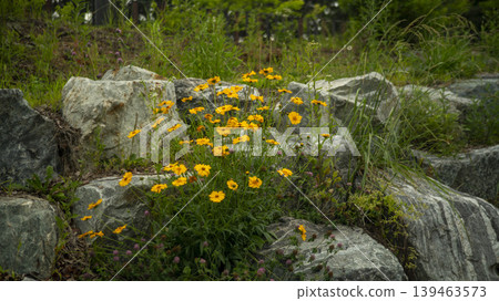 Jarasum Flower Festival Jarasum Flower Festival 139463573