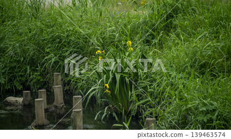 Jarasum Flower Festival Jarasum Flower Festival 139463574
